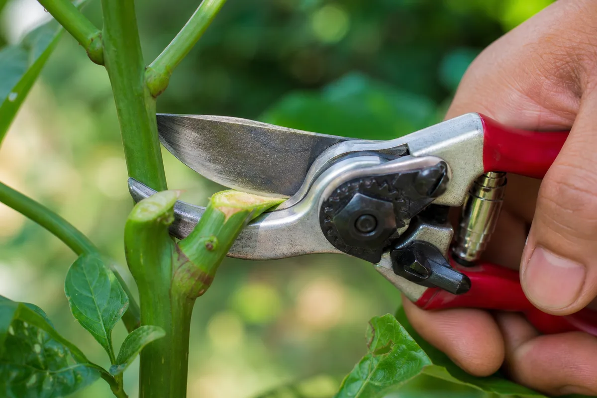 Bypass hand pruners making a clean cut on a green stem
