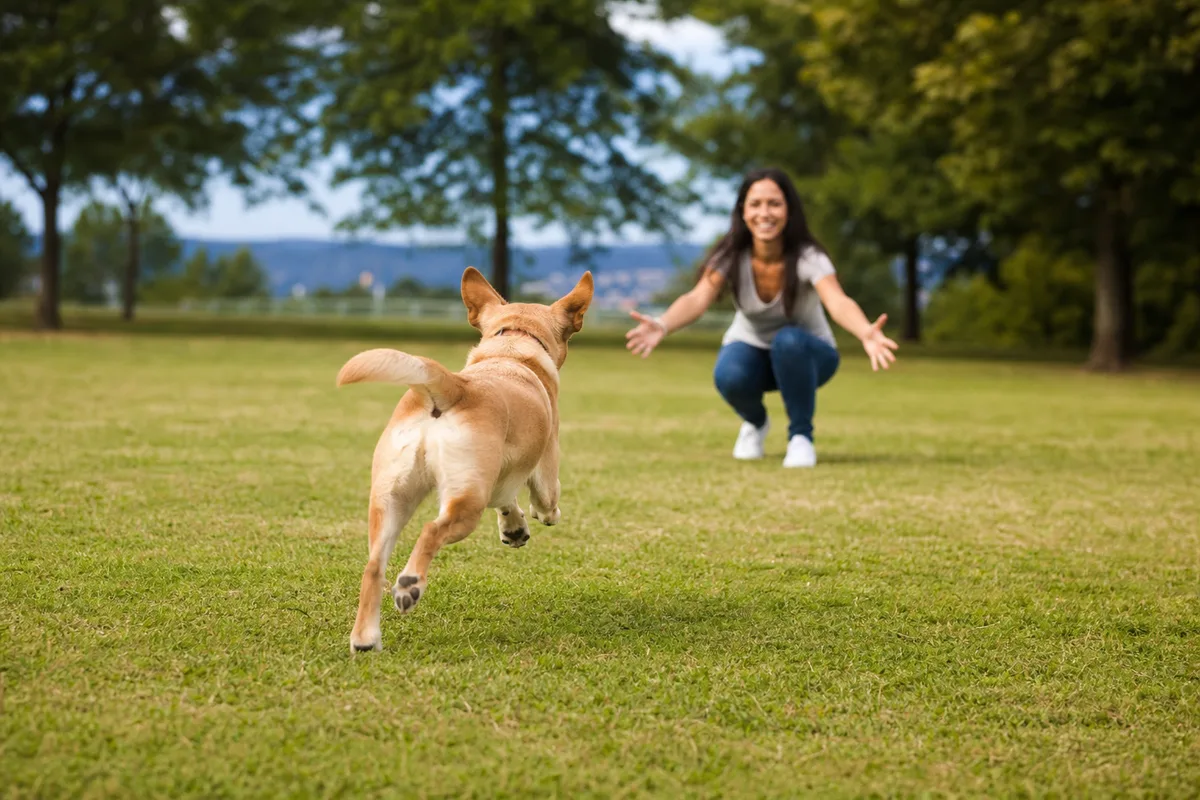 A dog running back toward its owner during recall training