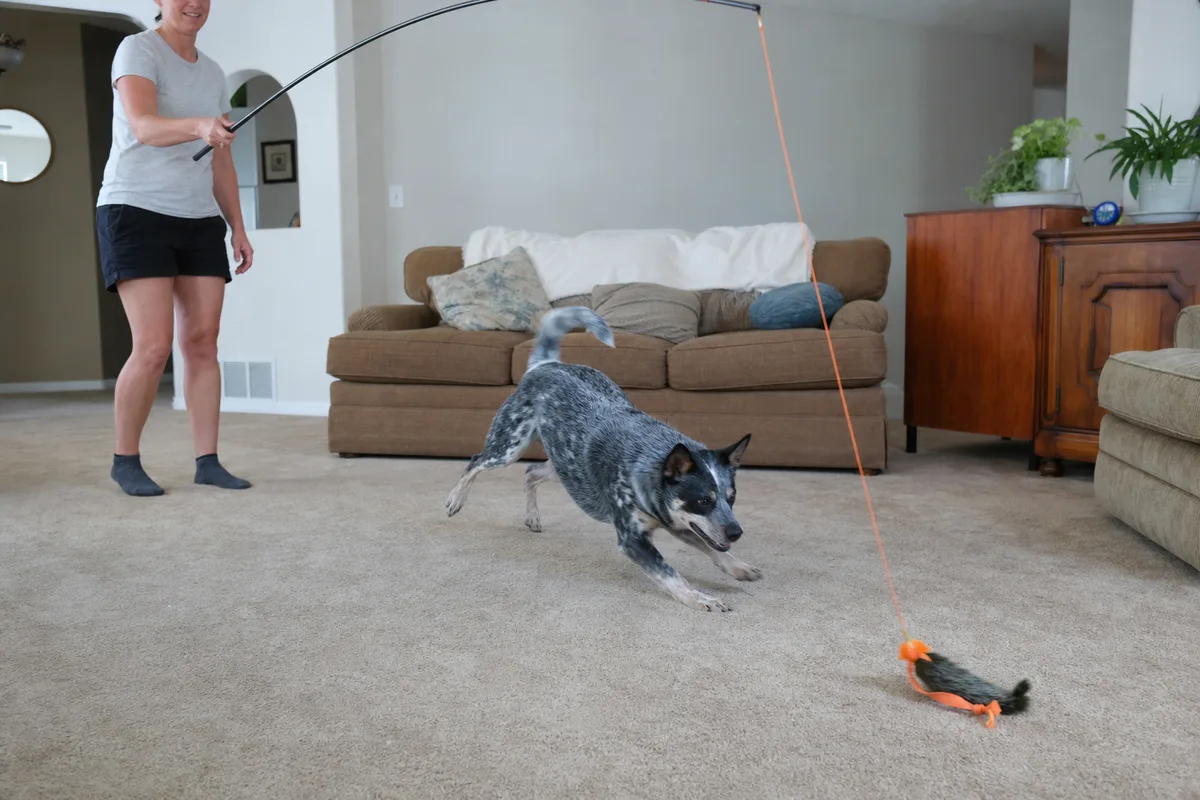 A dog chasing a flirt pole lure across a living room