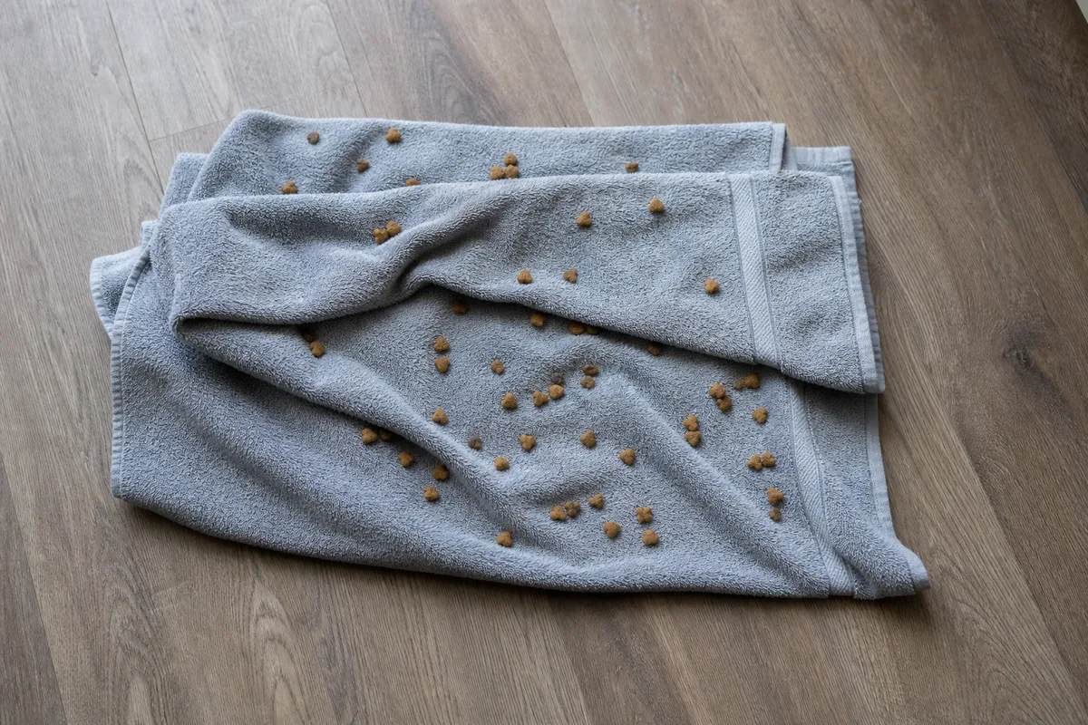 Kibble scattered across a folded towel for a dog to nose out