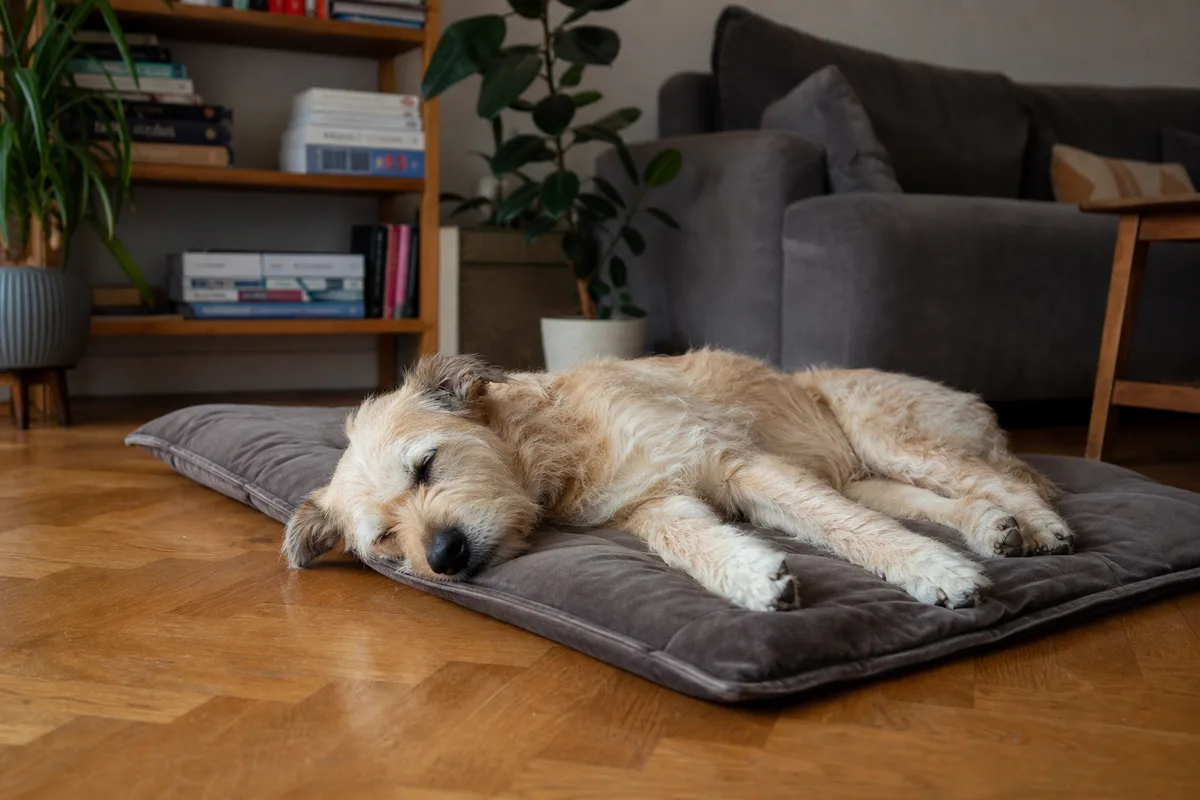 A dog asleep on a mat after an enrichment session