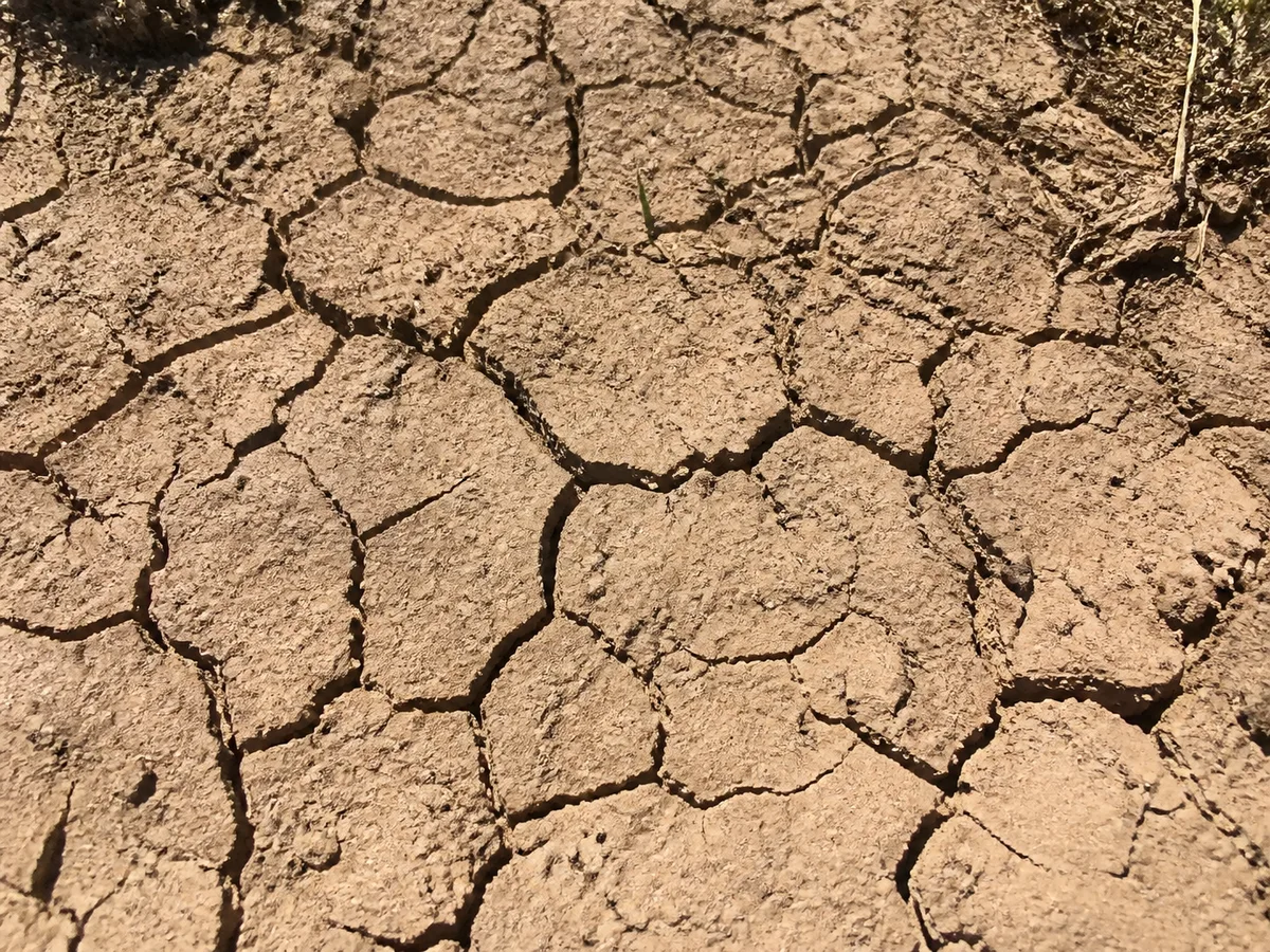 Cracked, compacted clay soil in a garden bed