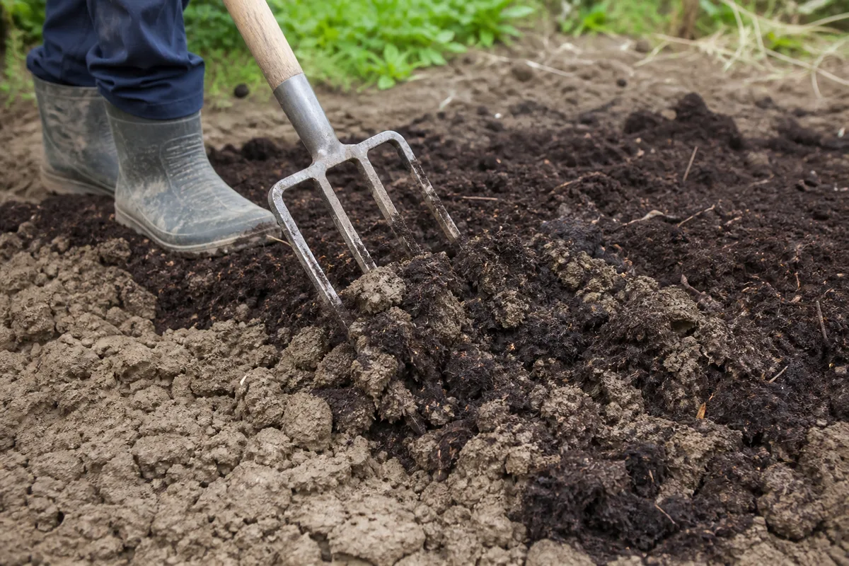Working compost into heavy clay soil with a garden fork