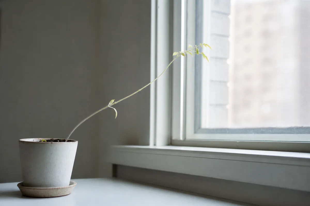 A pale leggy plant stretching toward a window for light
