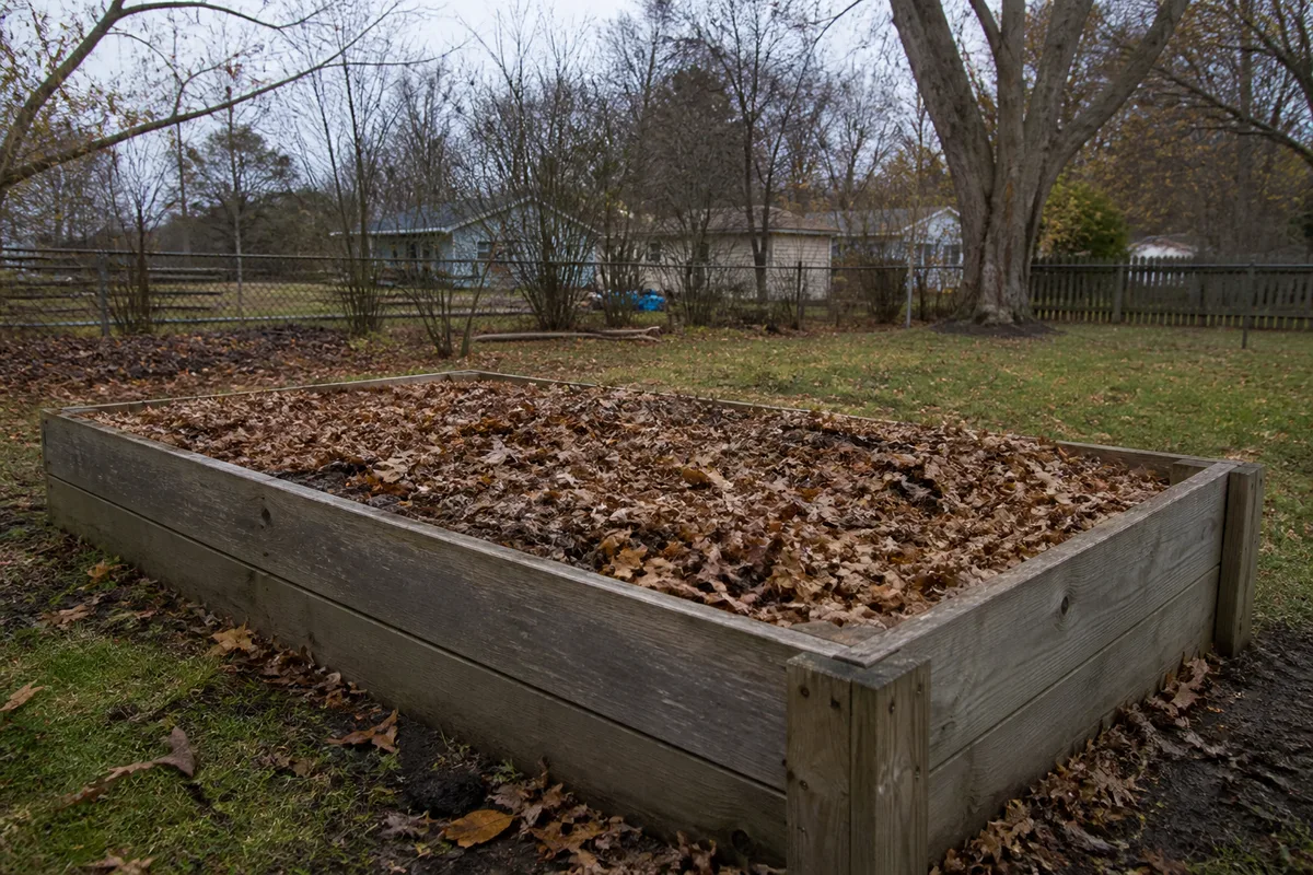 A raised vegetable bed cleared and covered with shredded leaves in late fall
