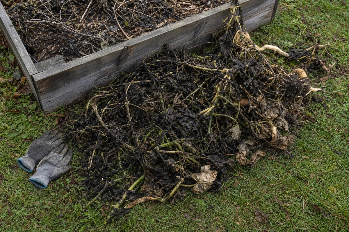 Frost-killed tomato and squash plants pulled and piled beside a garden bed