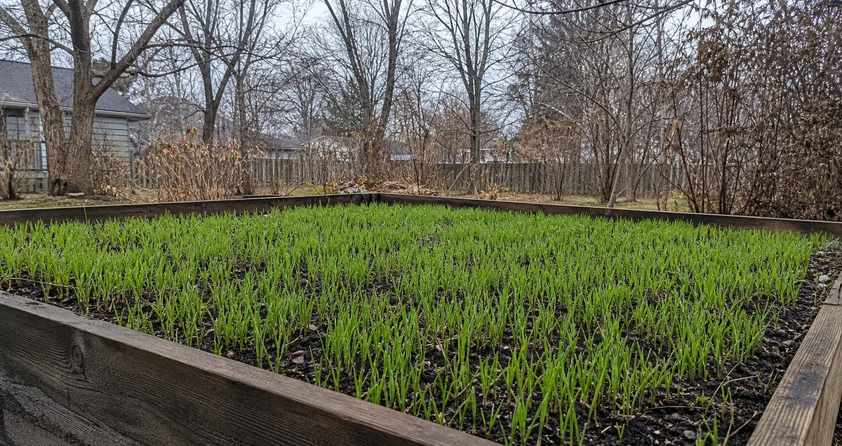 Young winter rye cover crop growing in a raised bed in late fall