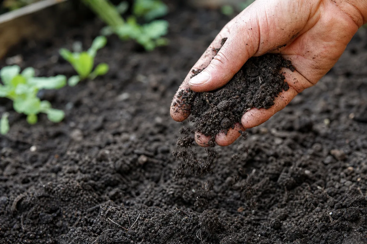 A hand crumbling garden soil to check its texture