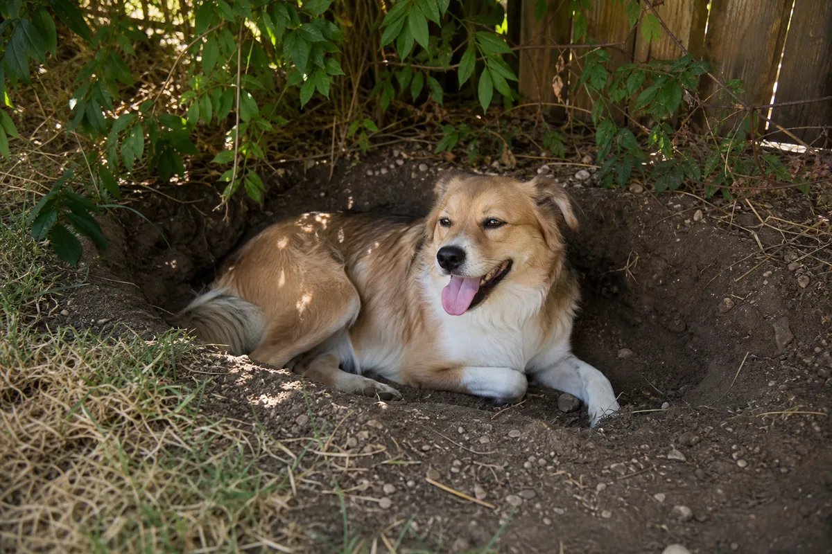 A dog resting in a shallow dug-out cool spot in the shade
