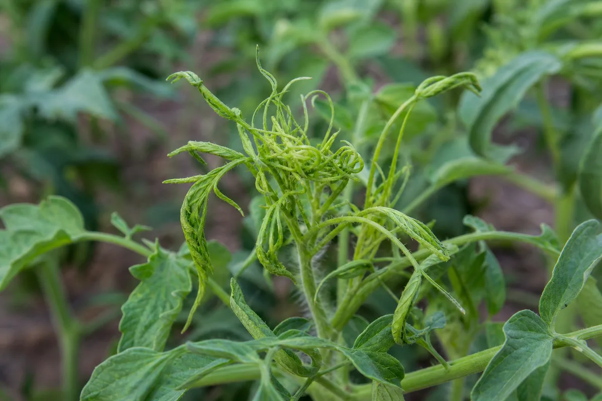 Twisted new growth on a tomato plant from herbicide drift
