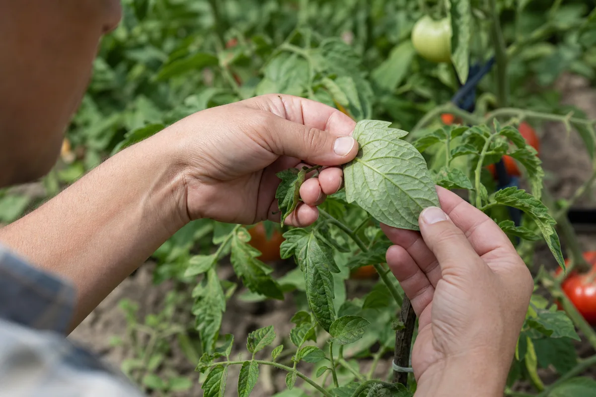 A gardener inspecting the underside of a tomato leaf
